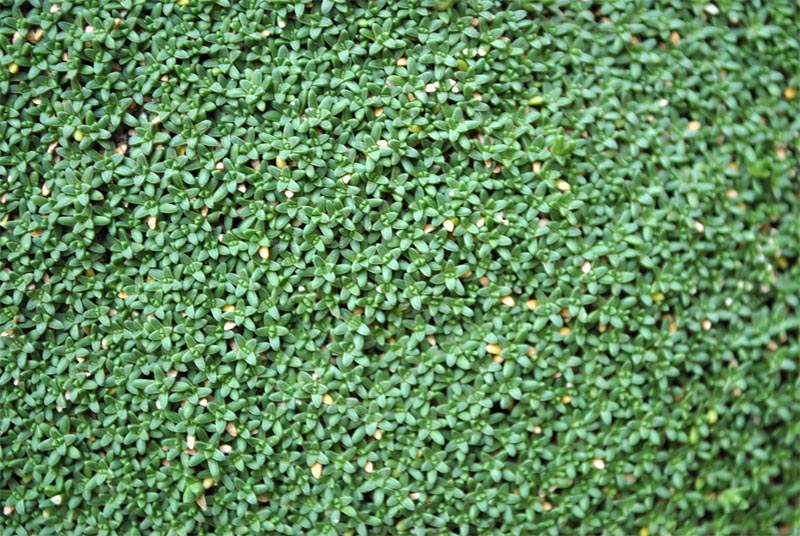 Image of Gypsophila imbricata specimen.