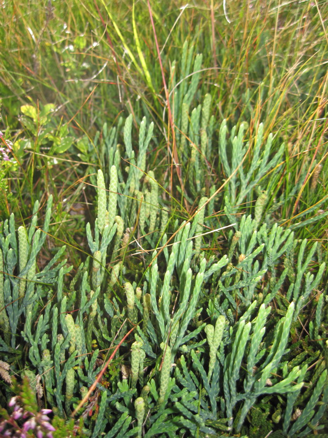 Image of Diphasiastrum oellgaardii specimen.