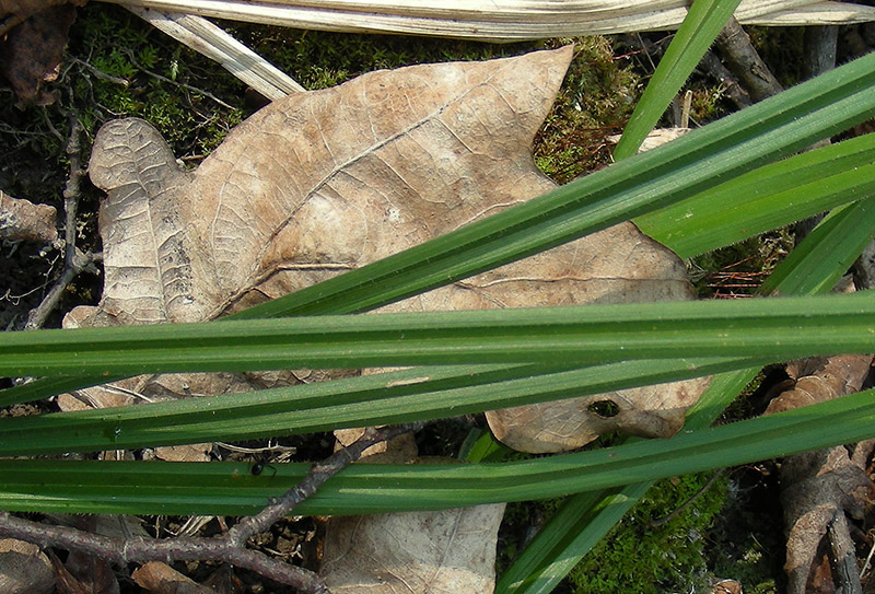 Изображение особи Carex pilosa.