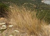 Elytrigia nodosa