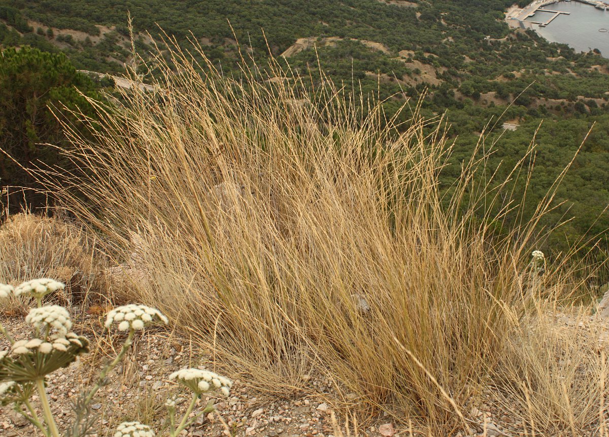 Изображение особи Elytrigia nodosa.