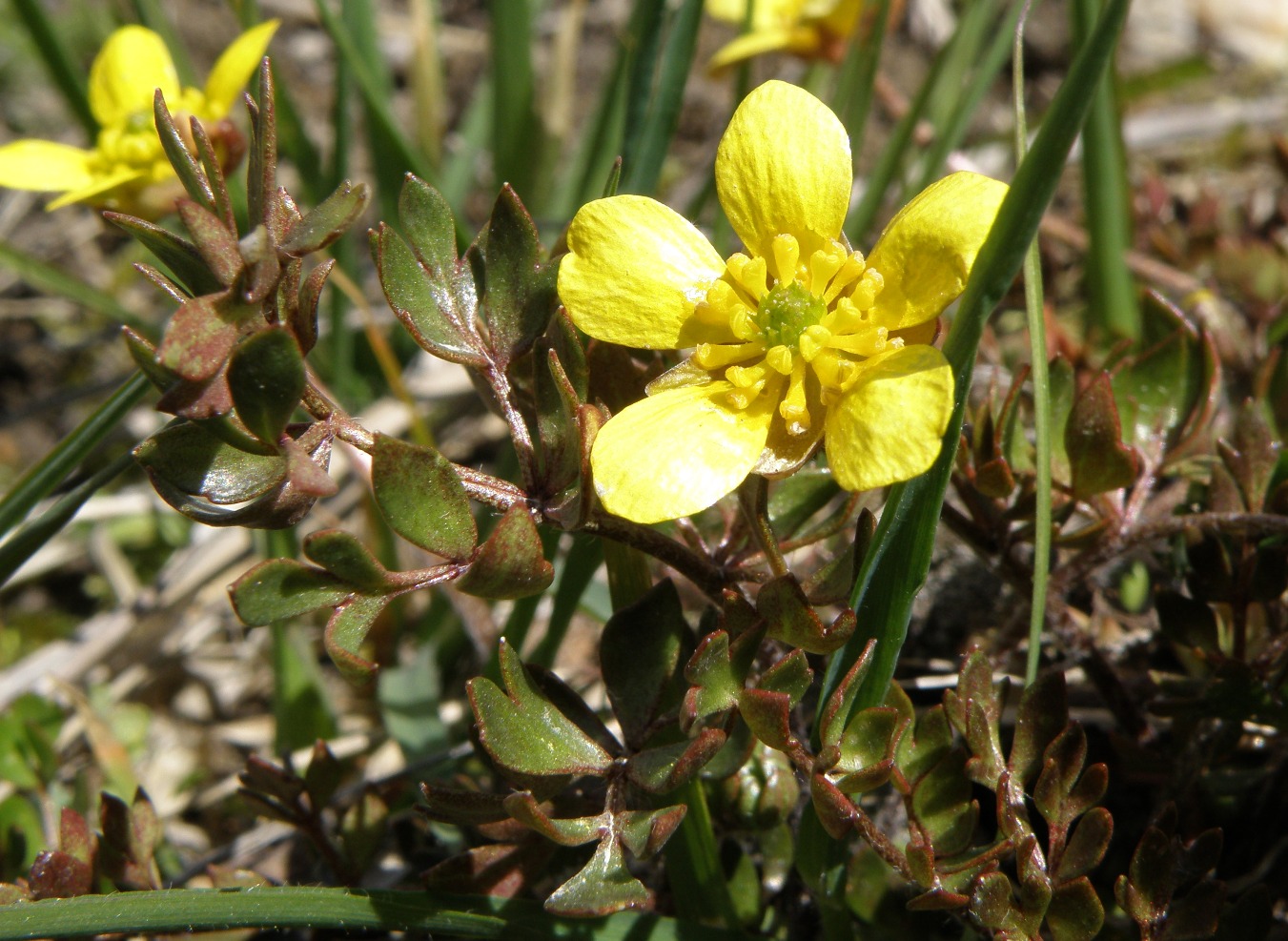Image of Ranunculus gracilipes specimen.