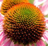 Echinacea purpurea