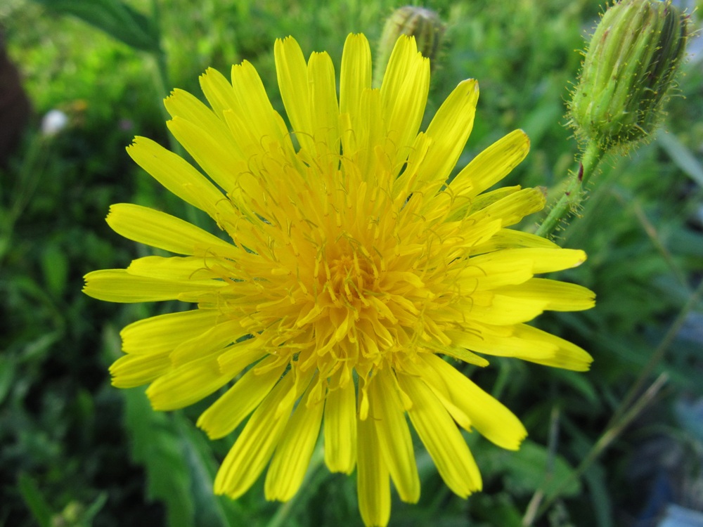 Image of Sonchus arvensis specimen.