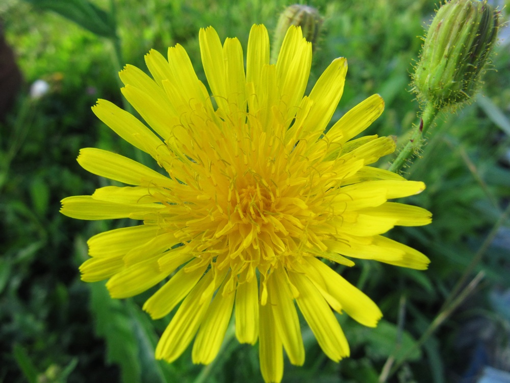 Изображение особи Sonchus arvensis.