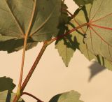 Acer rubrum