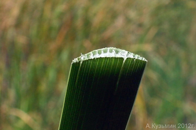 Изображение особи Typha angustifolia.