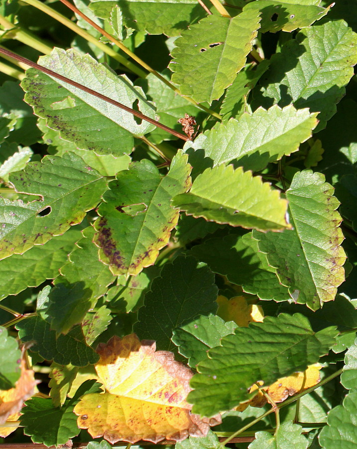 Image of Sanguisorba officinalis specimen.