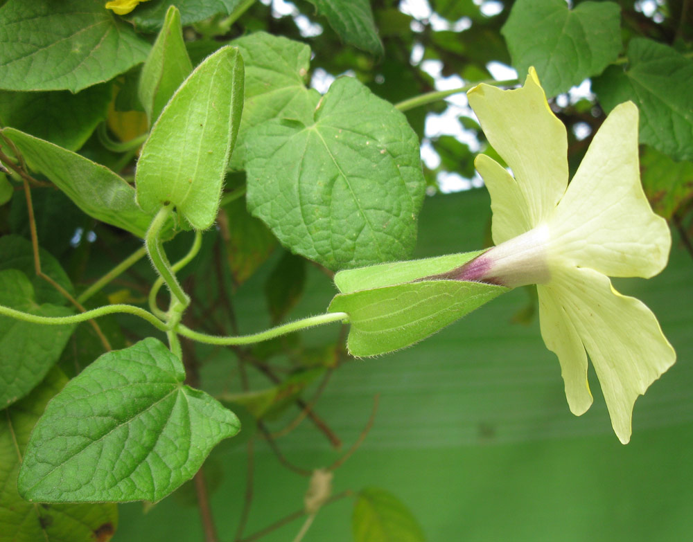 Image of Thunbergia alata specimen.