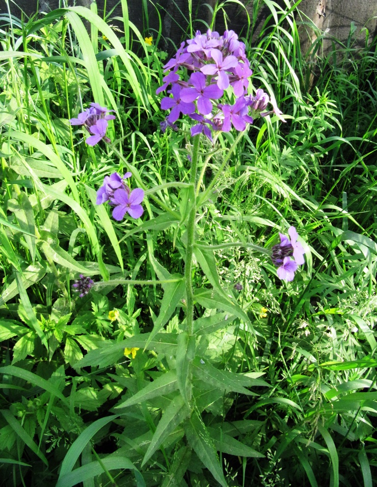 Image of Hesperis sibirica specimen.