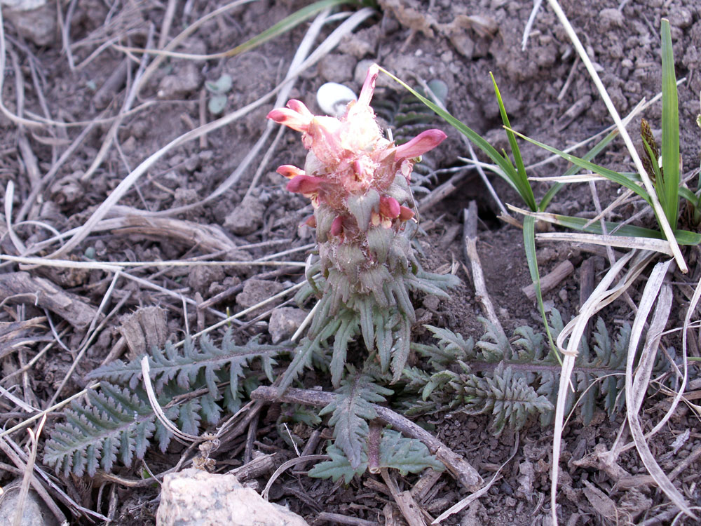 Изображение особи Pedicularis alberti.