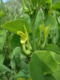 Aristolochia clematitis