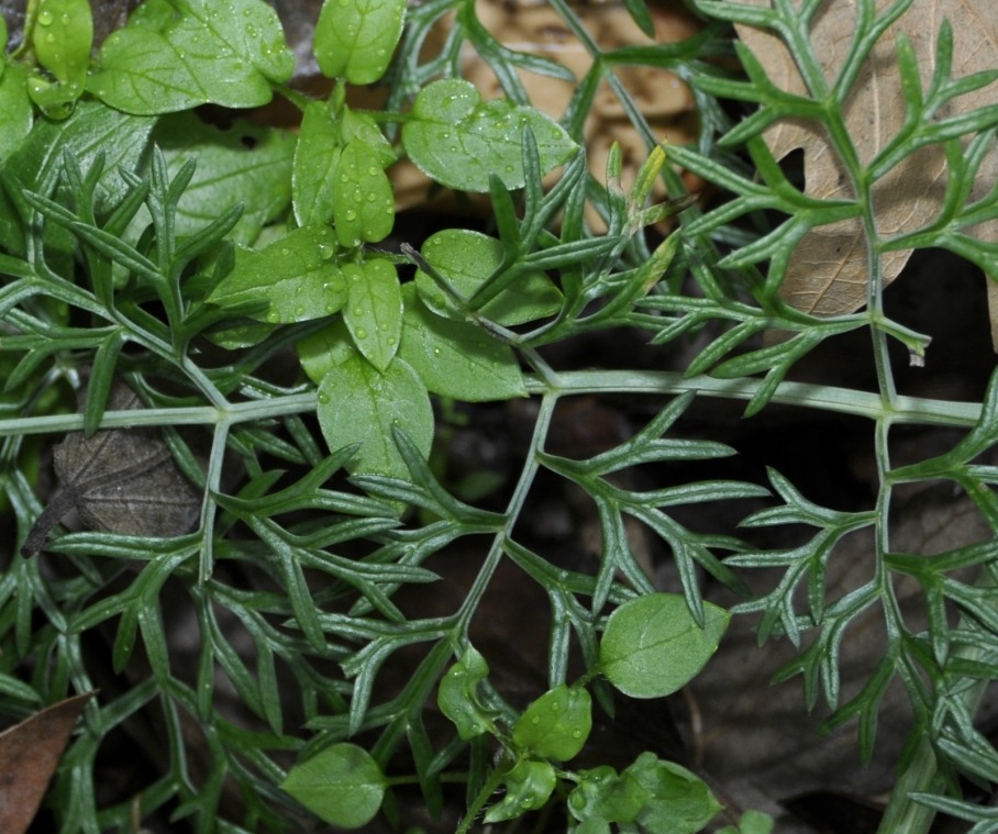 Изображение особи семейство Apiaceae.