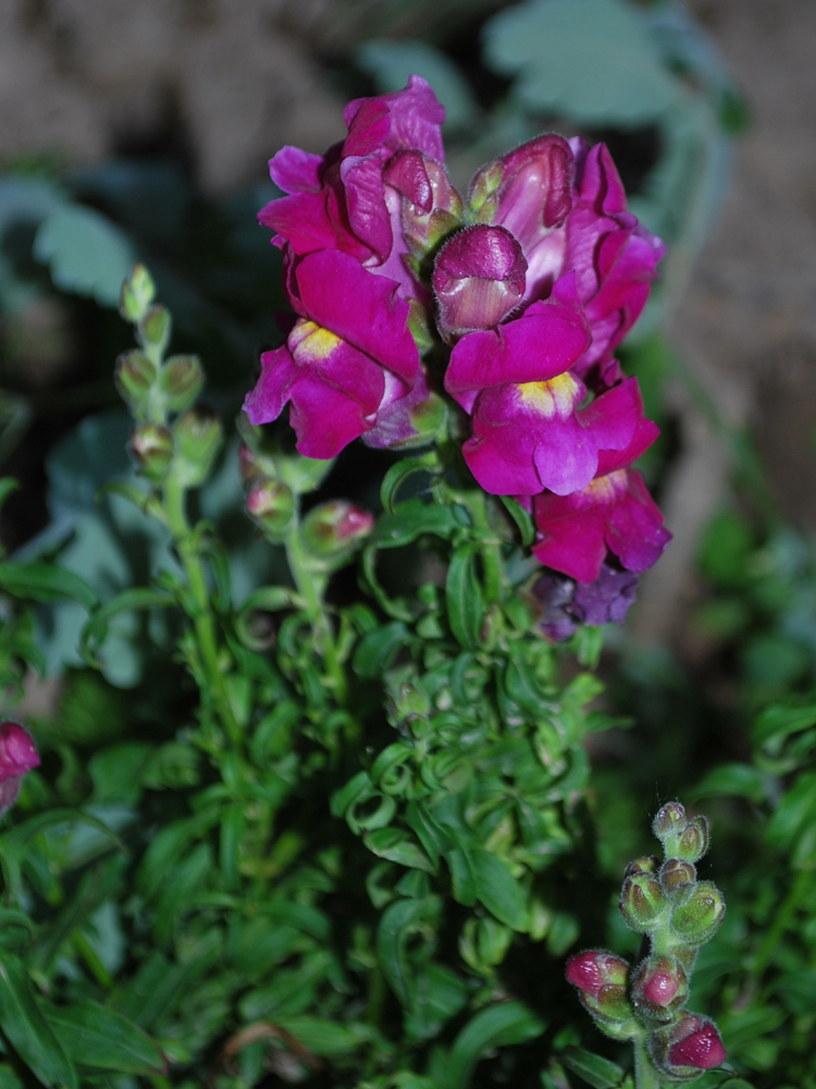 Image of Antirrhinum majus specimen.