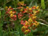 Euphorbia cyparissias