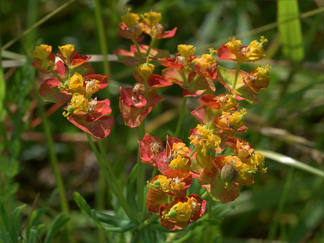 Изображение особи Euphorbia cyparissias.