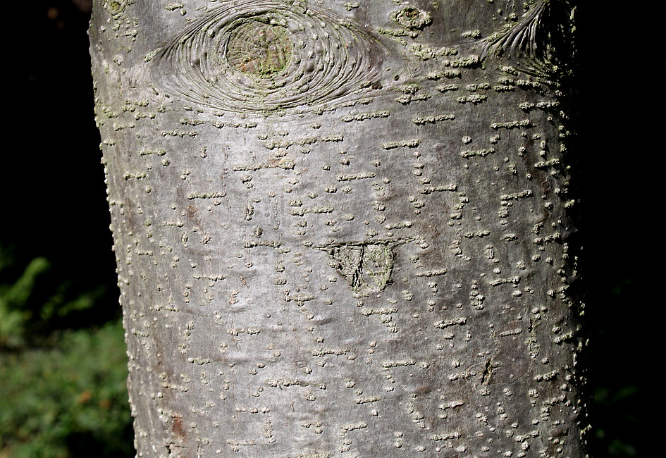 Image of Abies alba specimen.