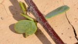 Plicosepalus acaciae. Часть побега. Израиль, южная Арава, г. Эйлат, перекрёсток Самар. 07.03.2013.