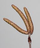 Betula utilis variety jacquemontii. Развивающиеся соцветия. Германия, г. Кемпен, в озеленении улицы. 22.03.2013.