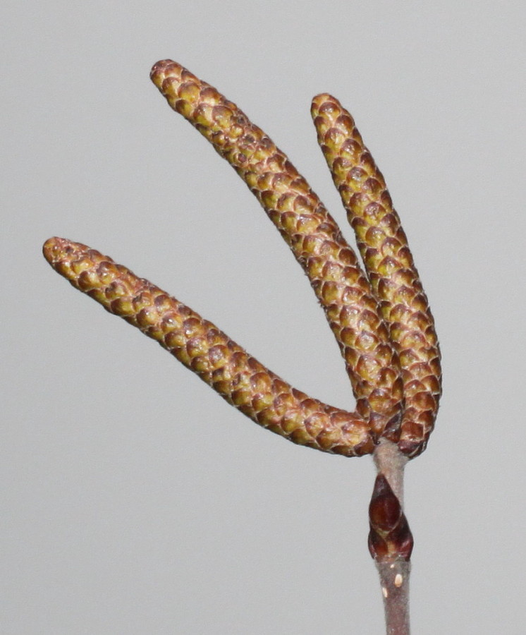 Image of Betula utilis var. jacquemontii specimen.