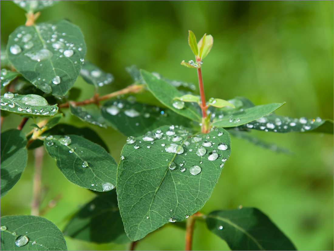 Image of Lonicera &times; subarctica specimen.