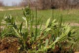 Buglossoides rochelii
