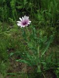 Tragopogon malikus. Цветущее растение. Узбекистан, Зарафшанский хр., Самаркандские горы. 19.05.2009.