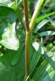 Anthriscus caucalis. Часть стебля с черешком листа. Крым, Карадагский заповедник, парк биостанции. 24 апреля 2013 г.