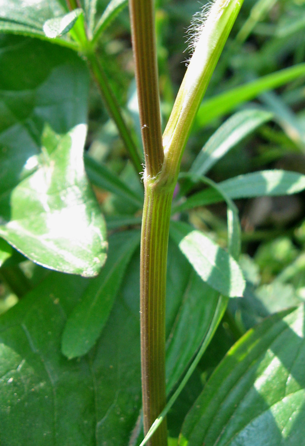 Image of Anthriscus caucalis specimen.