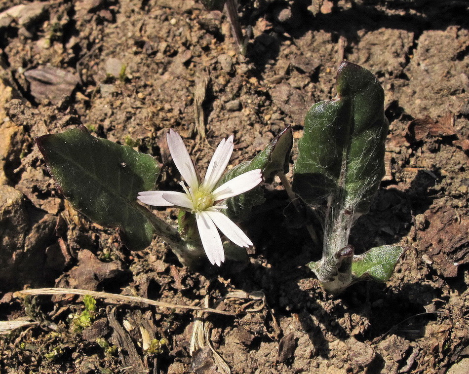 Image of Leibnitzia anandria specimen.