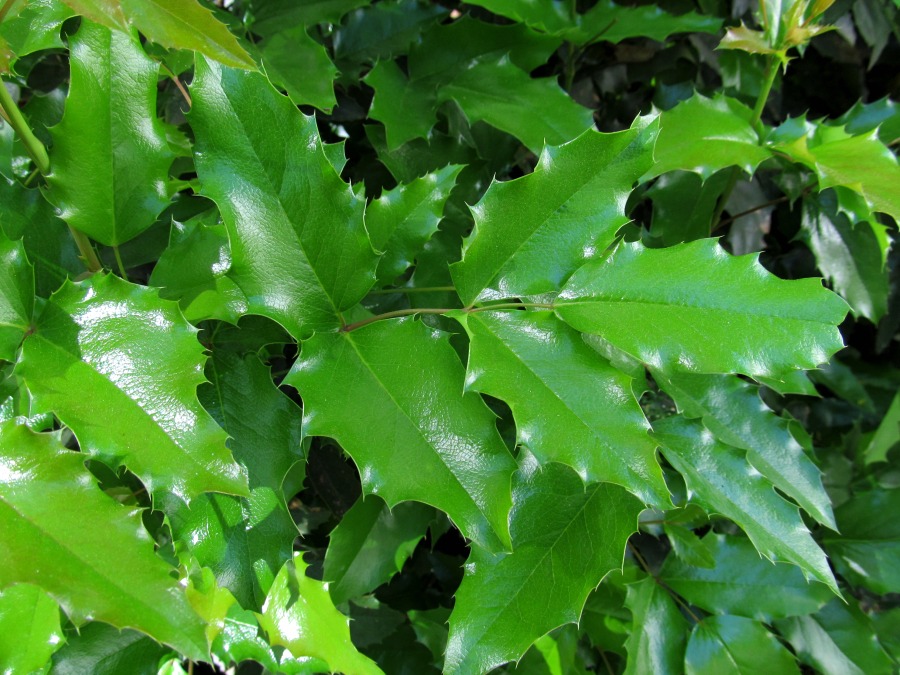 Image of Mahonia aquifolium specimen.