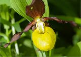 Cypripedium calceolus. Цветок. Ленинградская обл., Ломоносовский р-н, берег ручья. 01.06.2013.