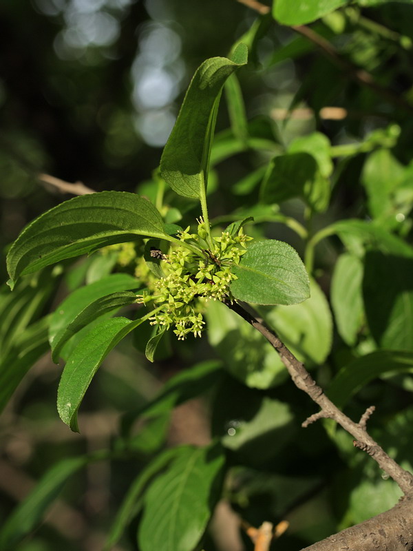 Image of Rhamnus cathartica specimen.