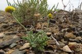 Cancrinia discoidea