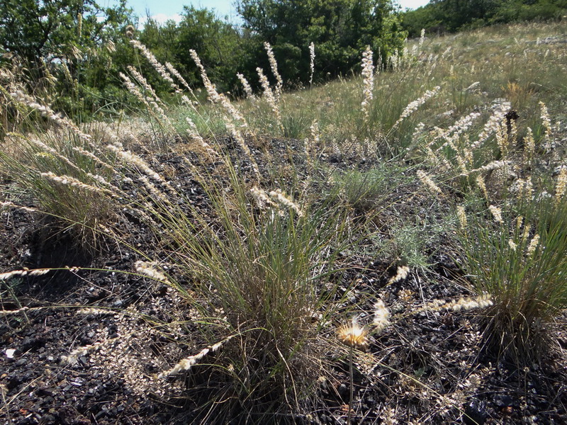 Image of Melica taurica specimen.