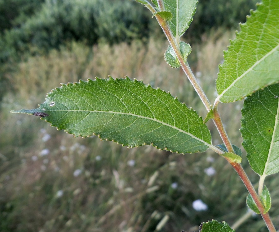 Image of Salix myrsinifolia specimen.