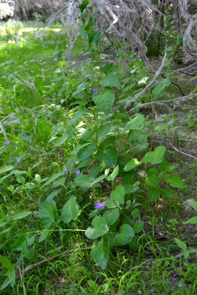 Image of Solanum kitagawae specimen.