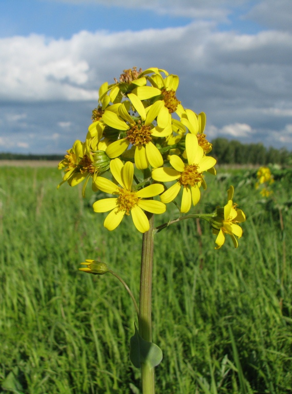 Image of Ligularia glauca specimen.