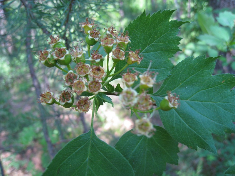 Изображение особи Crataegus sanguinea.