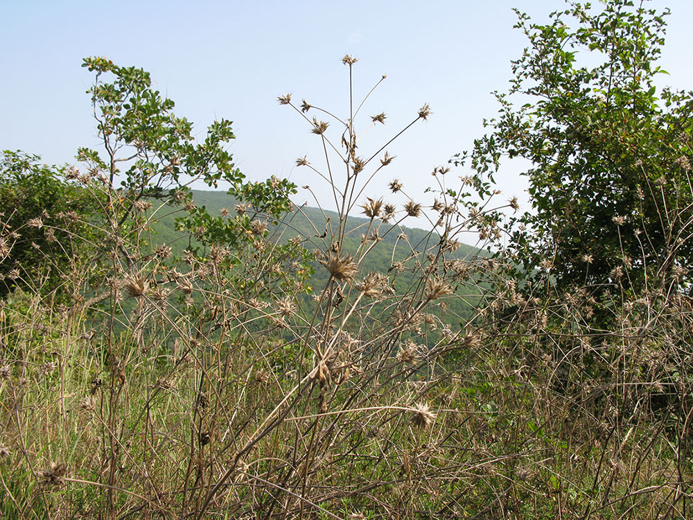 Image of Psoralea bituminosa ssp. pontica specimen.