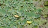 Pistia stratiotes