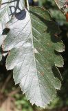 Sorbus intermedia. Лист. Германия, г. Кемпен, у дороги. 15.09.2013.