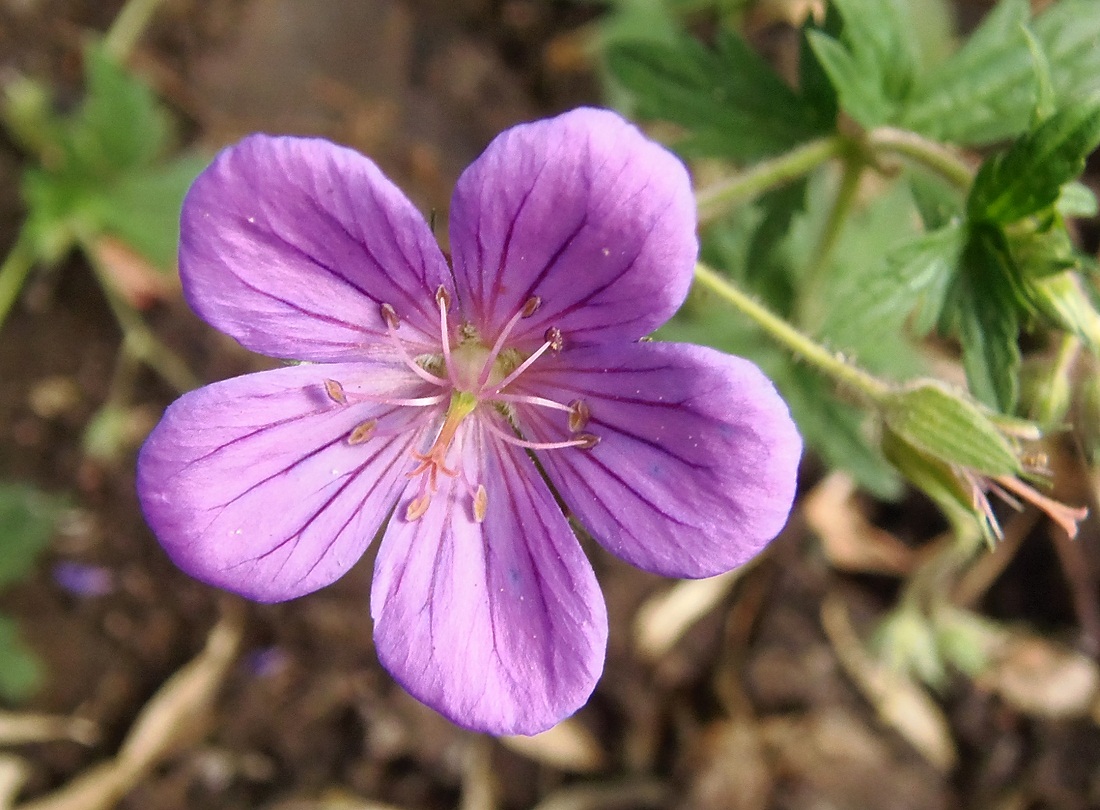 Изображение особи Geranium collinum.