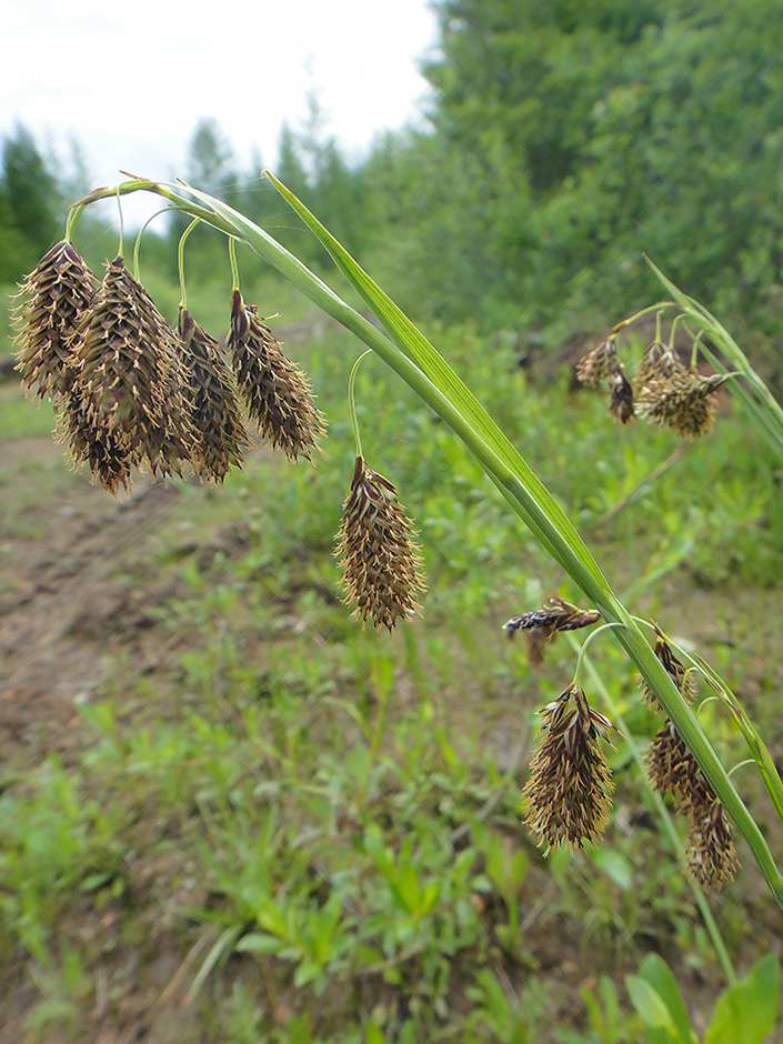 Image of Carex coriophora specimen.