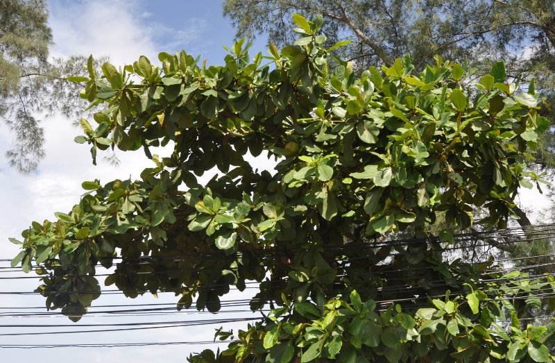 Image of Terminalia catappa specimen.