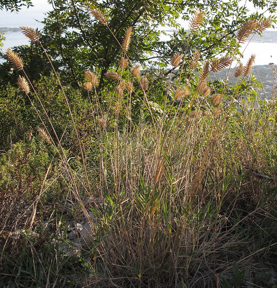 Изображение особи Agropyron pectinatum.