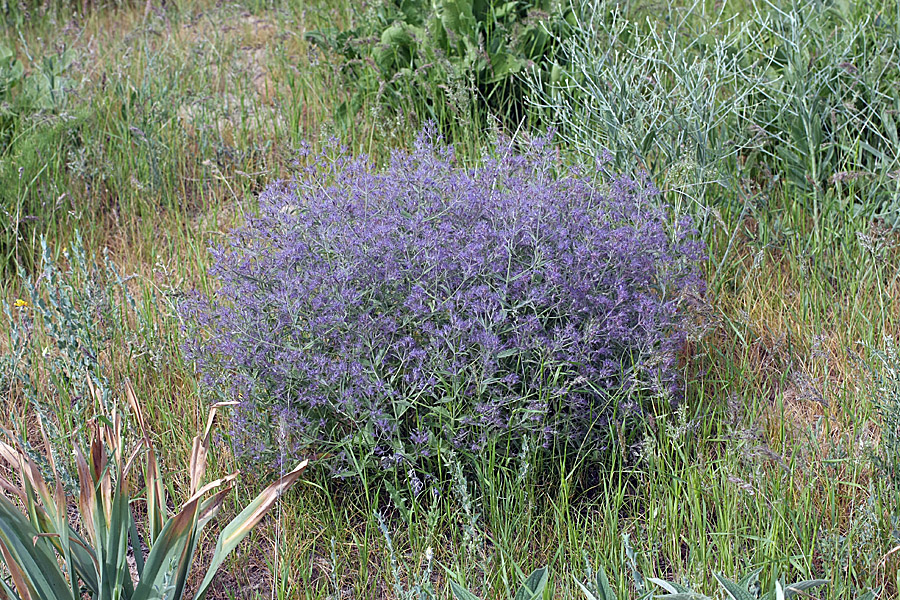 Image of Nepeta ucranica specimen.