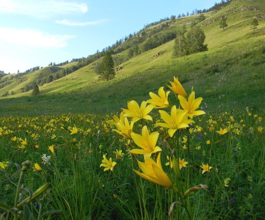 Image of Hemerocallis minor specimen.