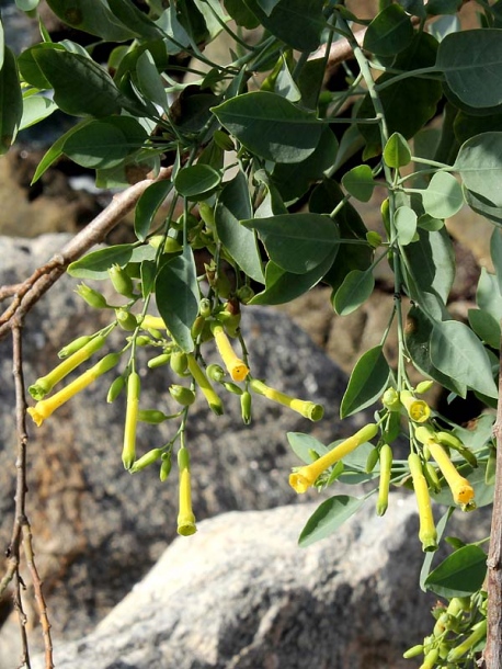 Изображение особи Nicotiana glauca.