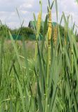 Typha &times; glauca